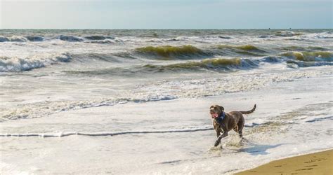 pet friendly hotels in hampton va|Best Pet Friendly Hotels in Hampton, VA